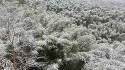 竹林 雪景 冬天竹子风景壁纸