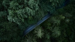 树木森林道路 绿色树叶 俯视图 高清风景壁纸