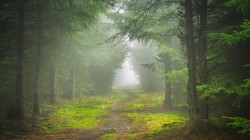 针叶树 草地 苔藓 小径 自然风景高清桌面壁纸
