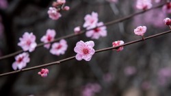 梅花高清电脑壁纸