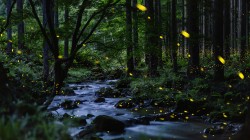 森林小溪 萤火虫 高清风景桌面壁纸