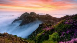 山 树 鲜花 云 雾 意境 风景 桌面 壁纸