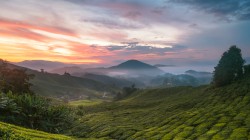 高地茶园风景桌面壁纸