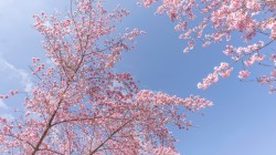 春天粉色樱花蓝天风景壁纸